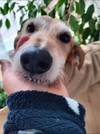 Matteo