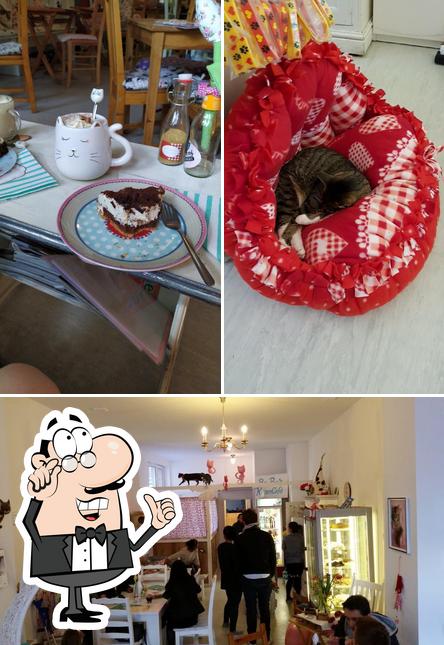 L'intérieur de Pee Pees Katzencafé Berlin erstes Katzencafe