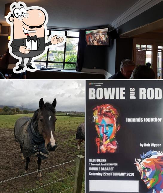 Red Fox Inn in Bishopton - Restaurant reviews