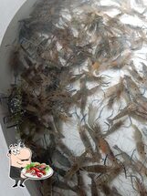 ร้านอาป๋ากุ้งย่าง สาขาอุดร เจ้ก้อย Udon Thani
