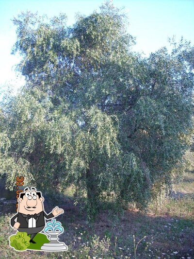 Guarda gli esterni di L'Oliveto San Lupo