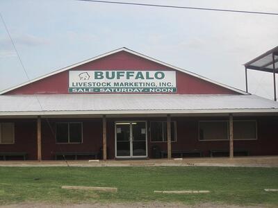 Buffalo