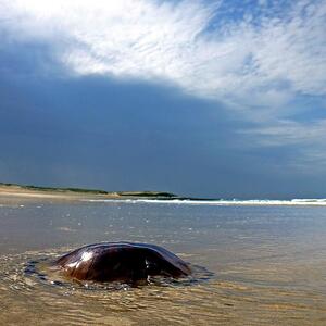 Bretignolles-sur-Mer