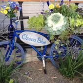 Ozona Blue Grilling Co