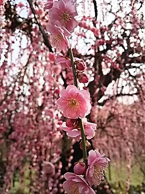 わがまま