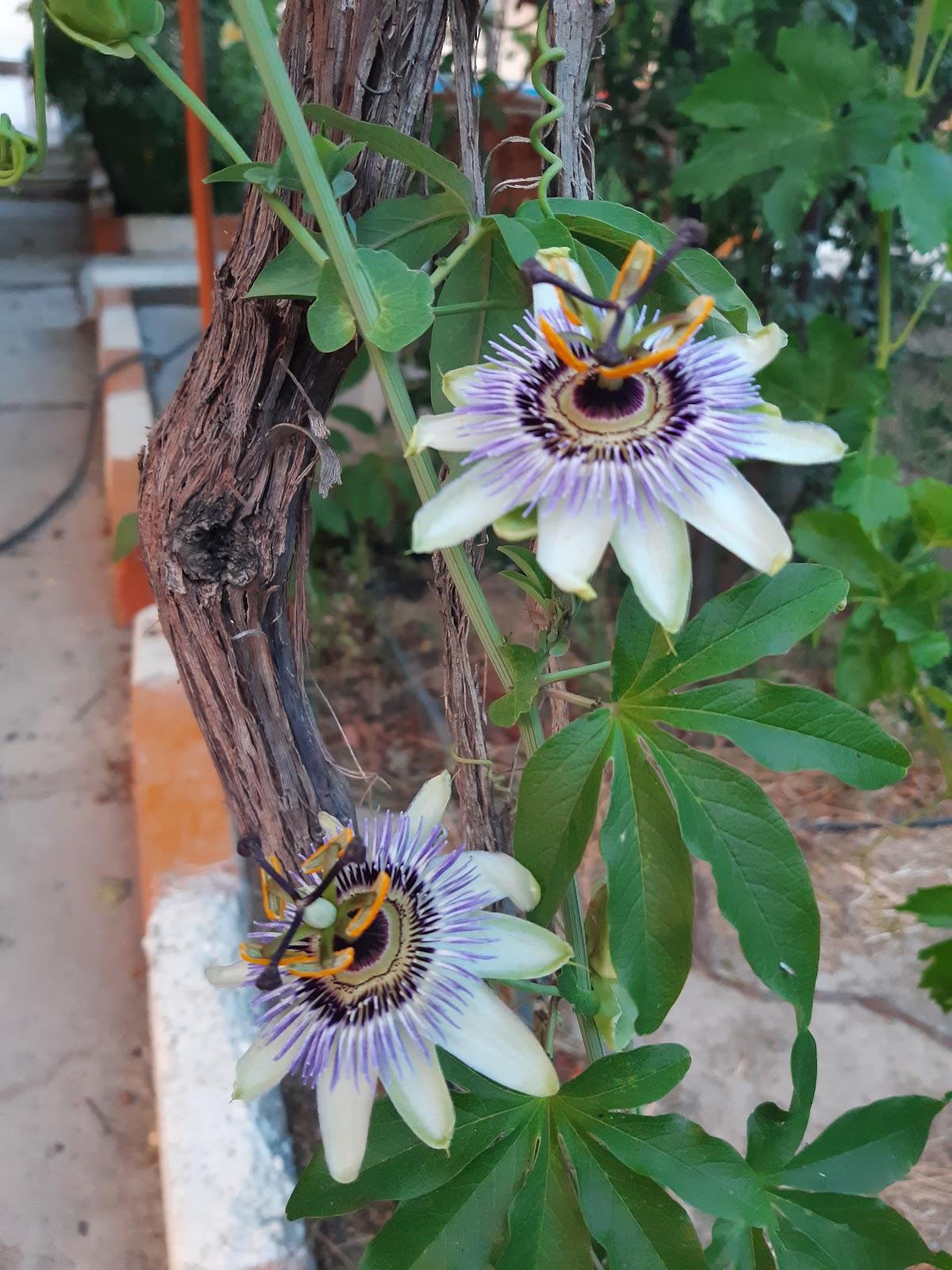 باغچه رستوران رازقی