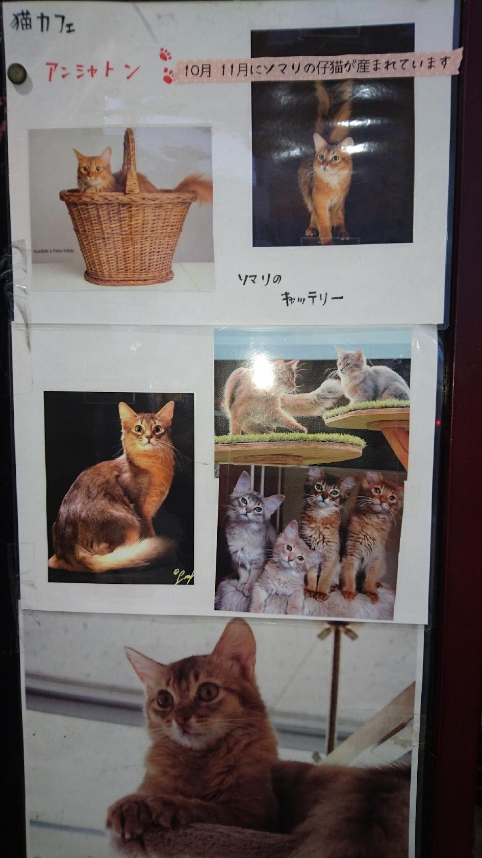 猫カフェ アン・シャトン