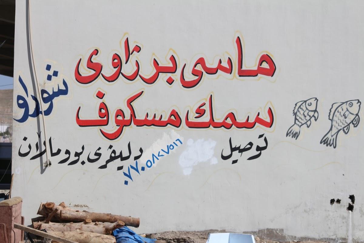 ماسى برژاوى شۆراو/ سمك مسكوف شوراو