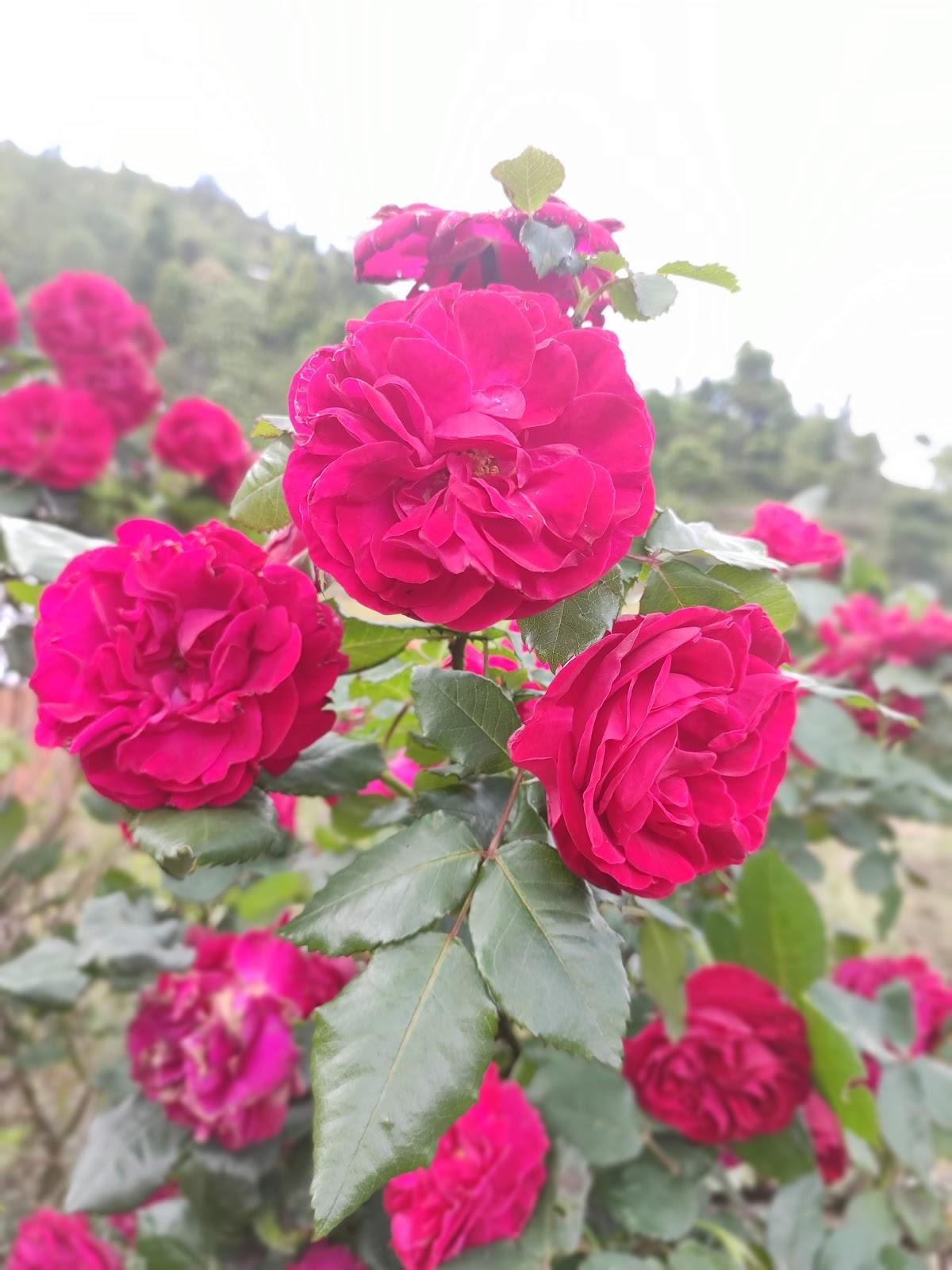 Arghakhanchi Belbase Nasta pasal