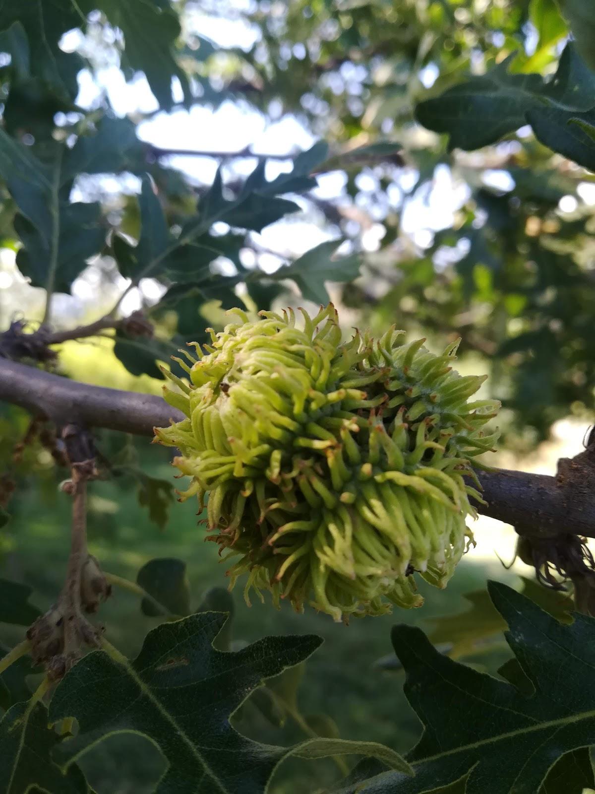 Agricampeggio Cardito