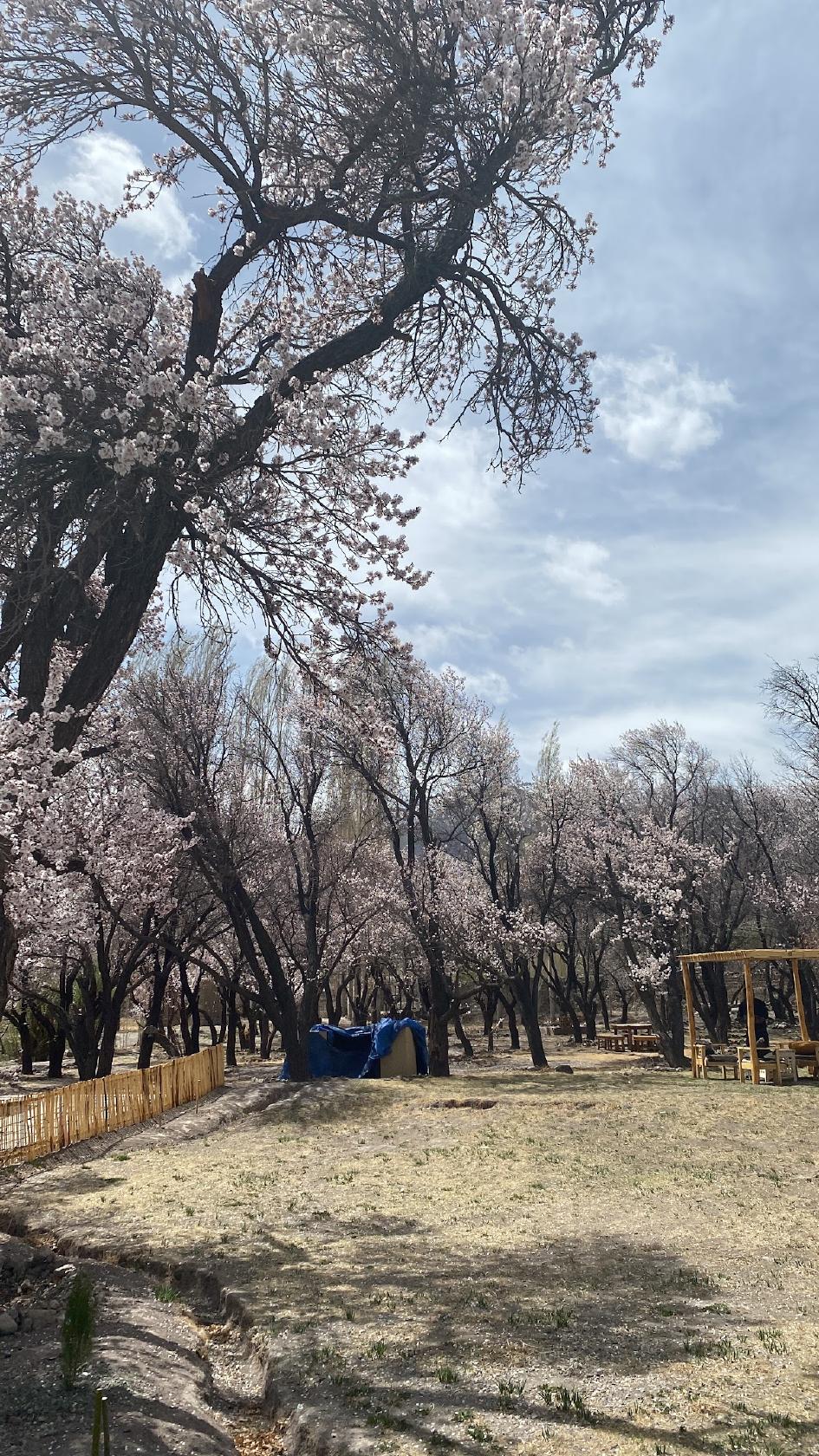 Willow Kitchen and Bar