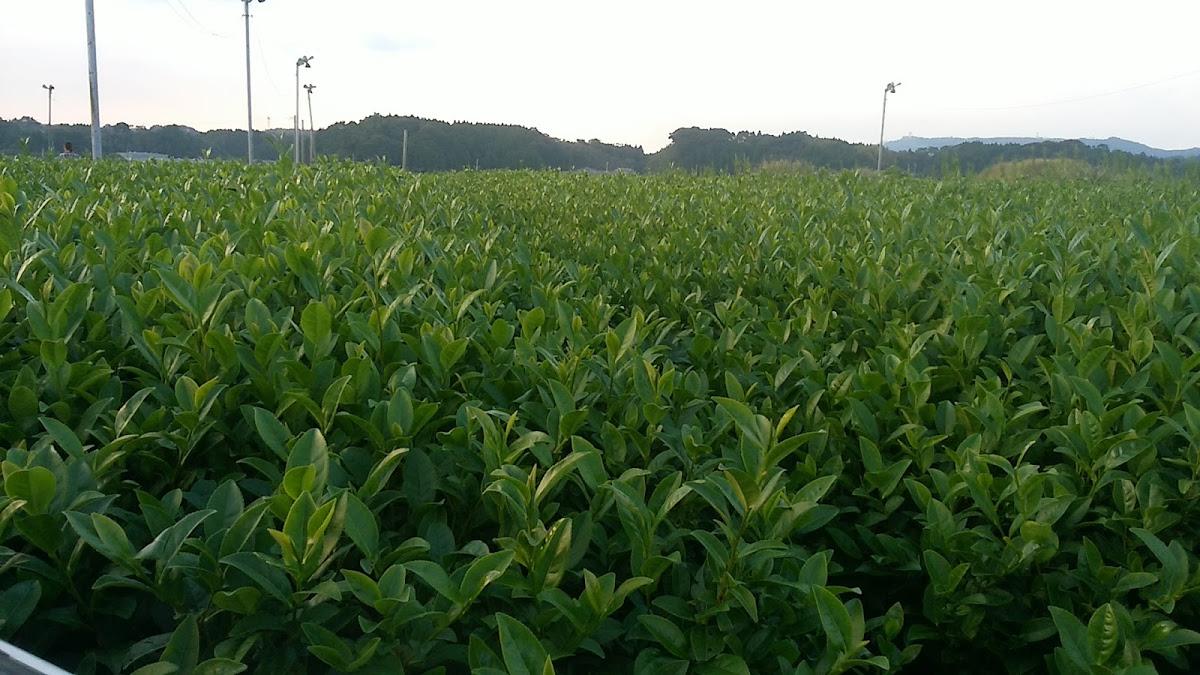 アサヒ養鰻株式会社