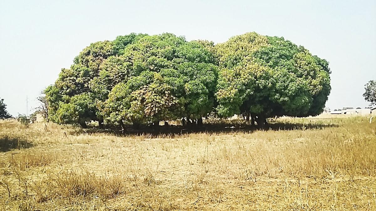 Large Tree Shop24