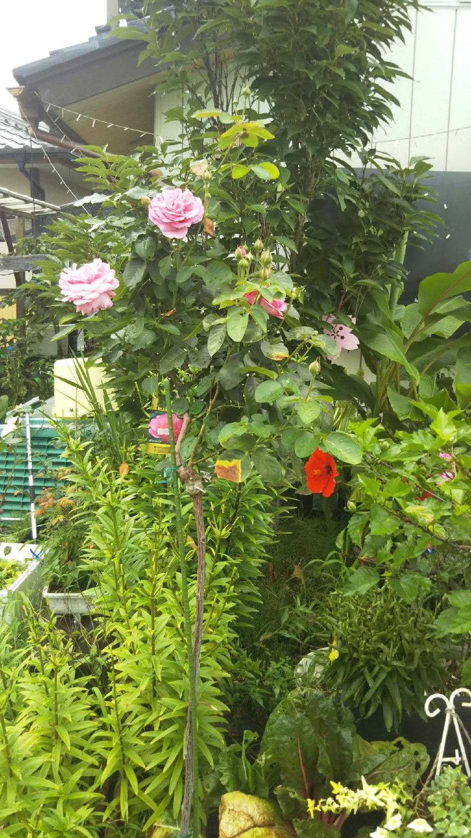 カラオケ処 花