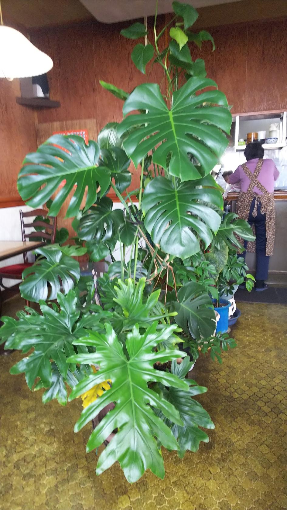 愛花夢
