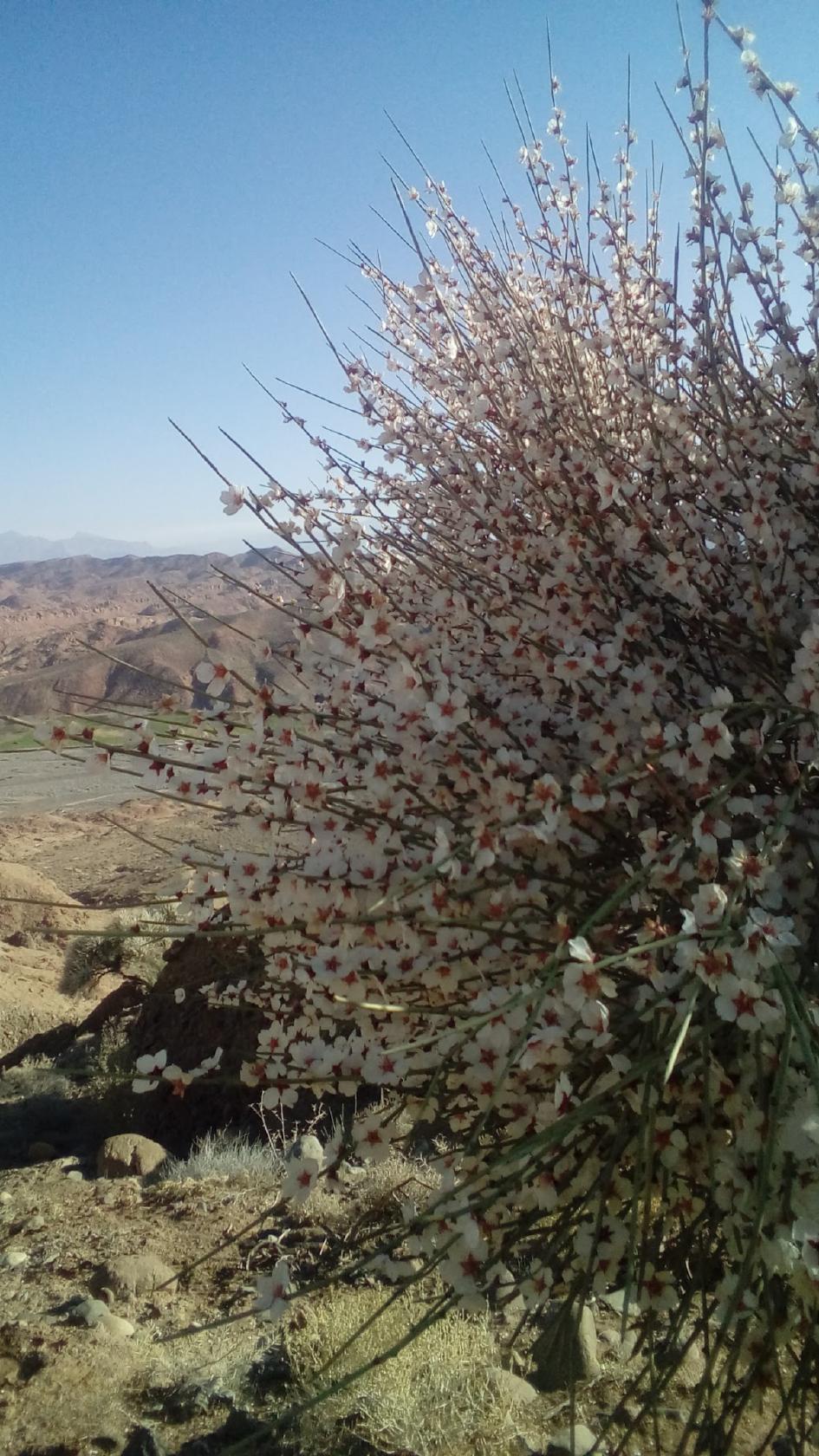 شبهای کرمان
