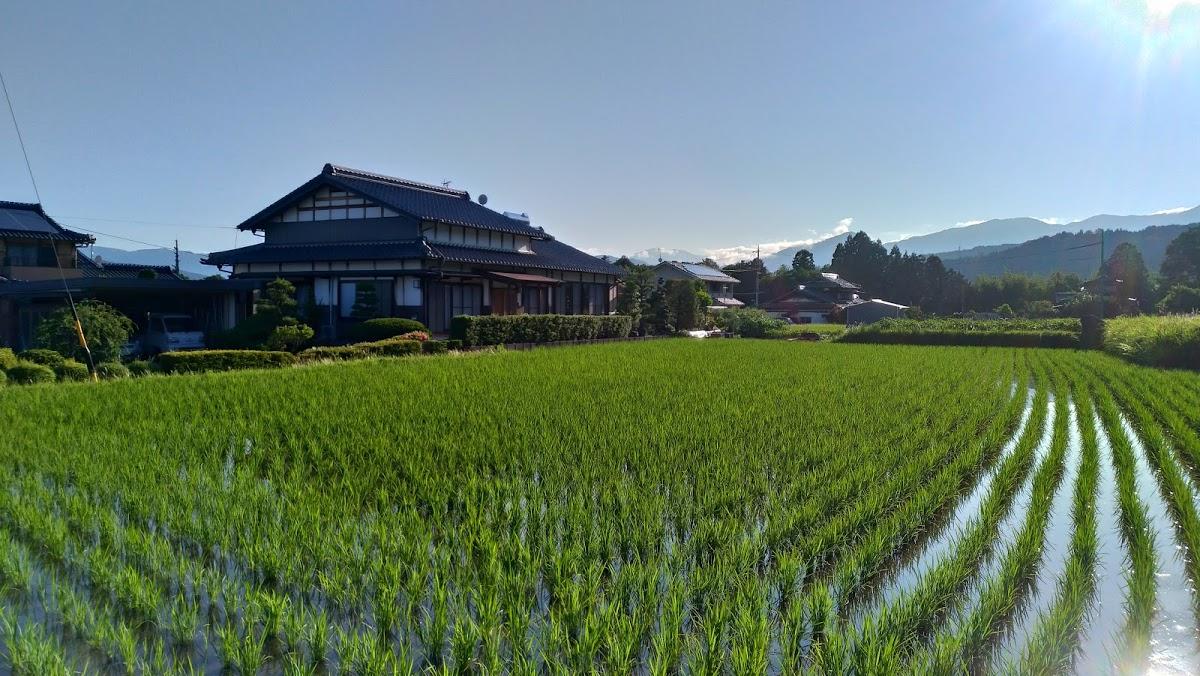 ひまわり