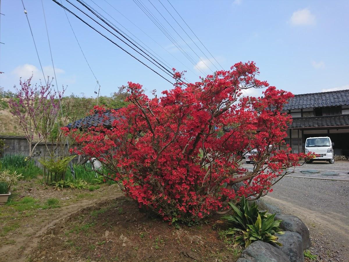 たけのこ本家