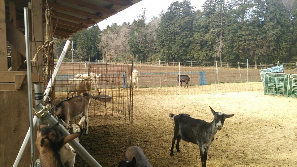 田中山羊農園