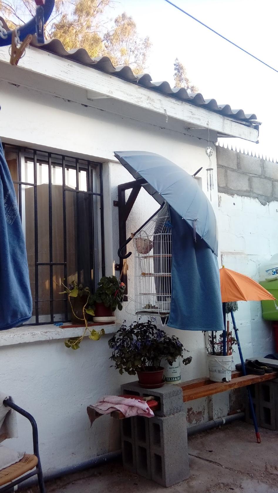 Remijio del Carmen Iribarren Cisternas