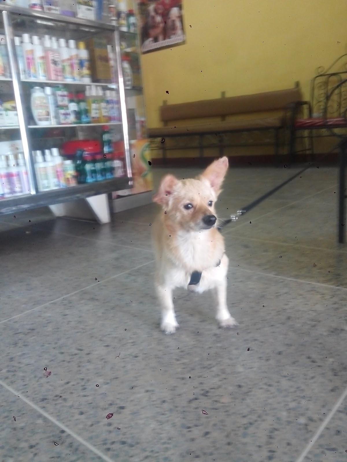 El Rincon Dietetico