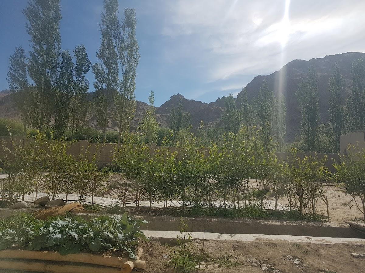 The Driftwood Ladakh Leh