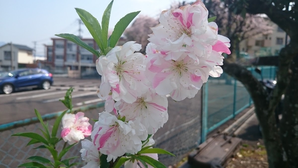 地域支え愛センター ふれあいサロン茶の実