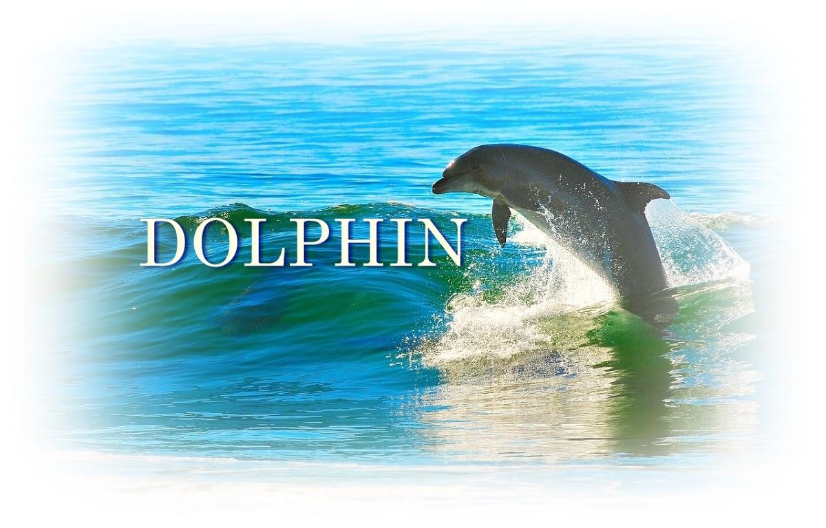 Dolphin
