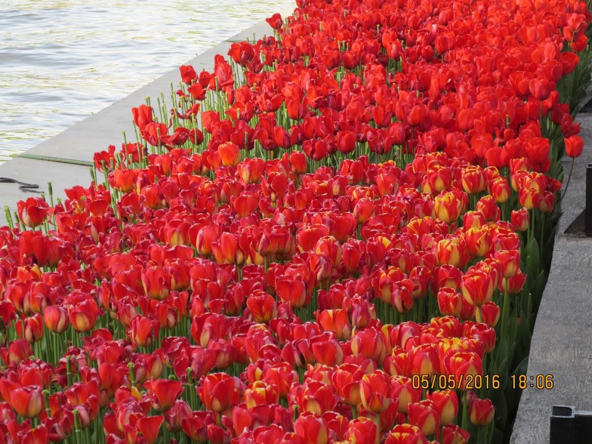 غذای خانگی اشپز باشی