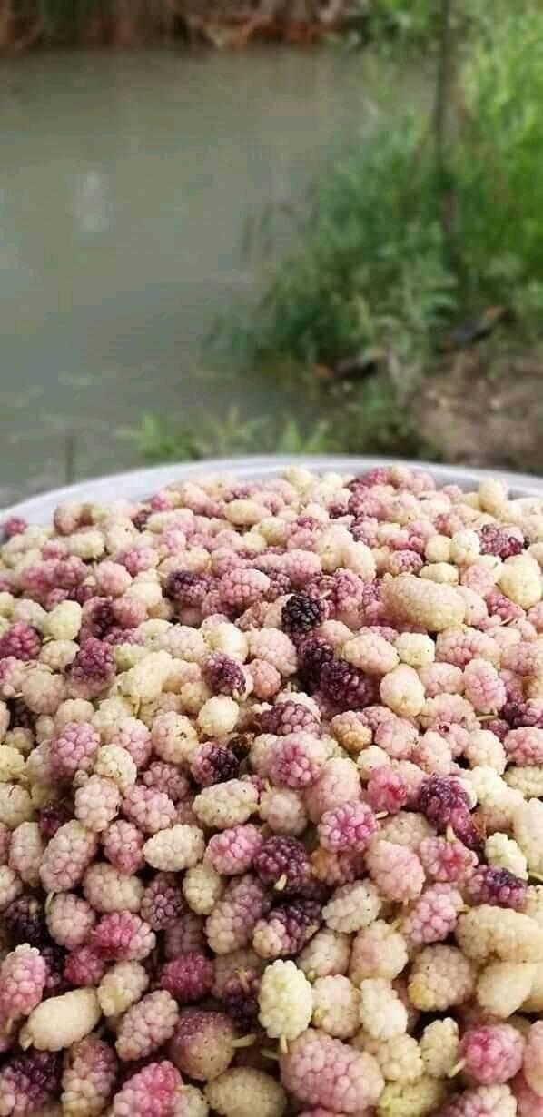 مجموعه پذيرايي تالار الغدير