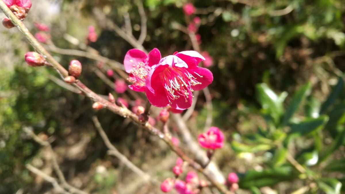 房総萬花園