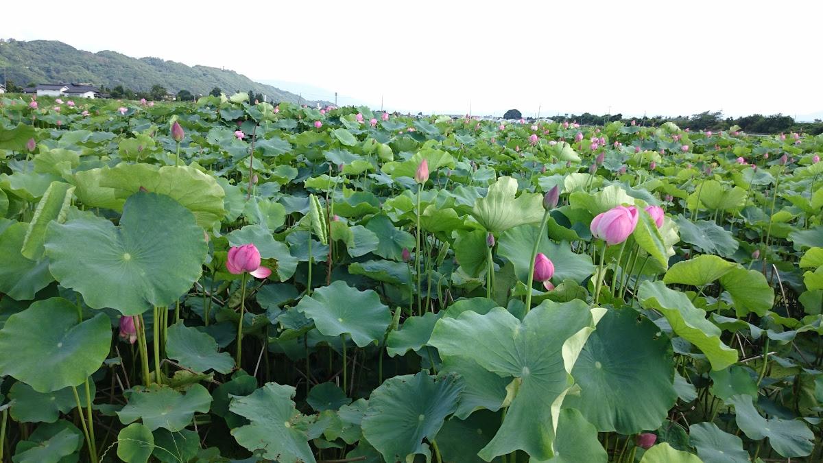 花水木