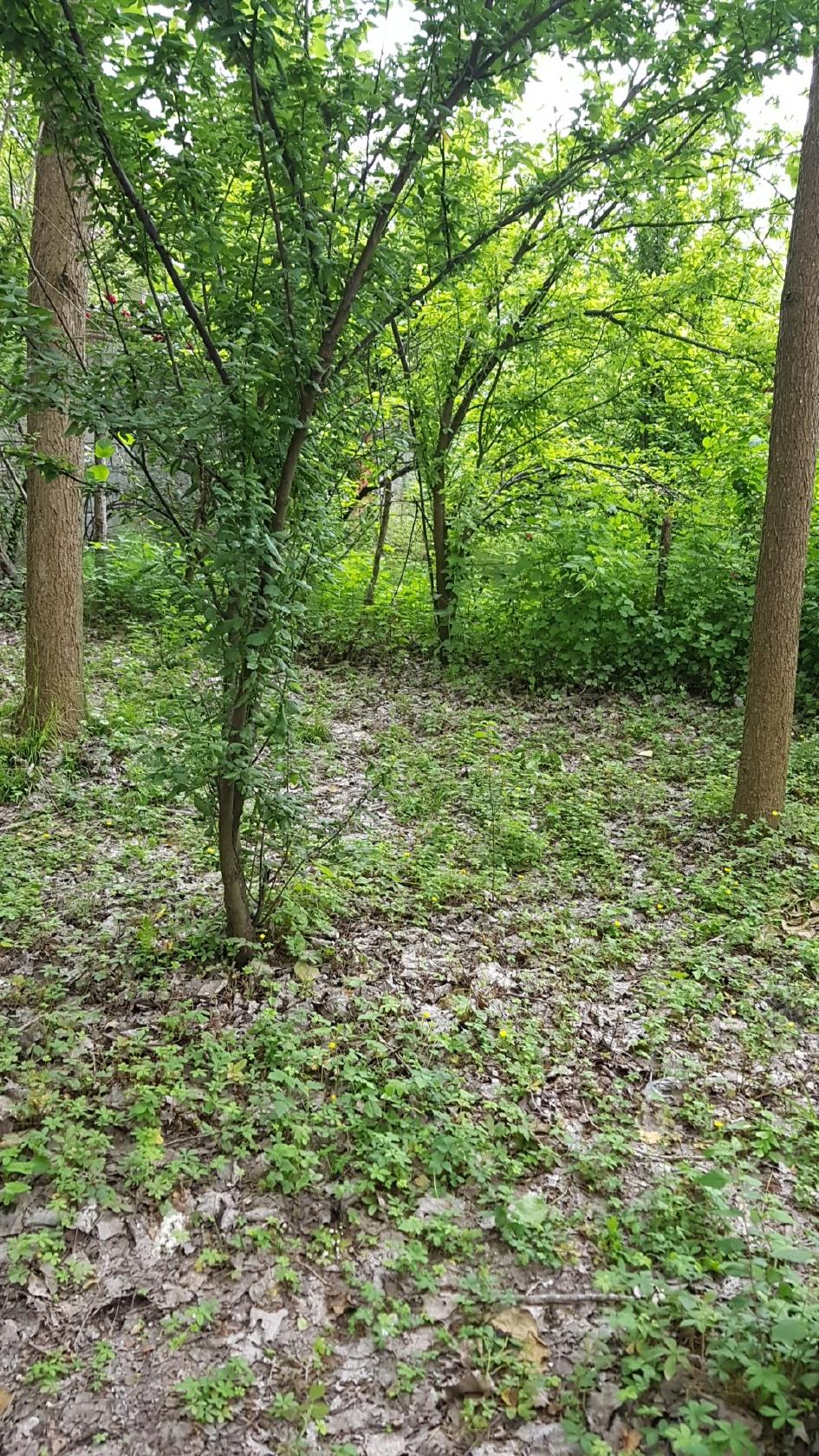 سفره خانه سنتی احسان