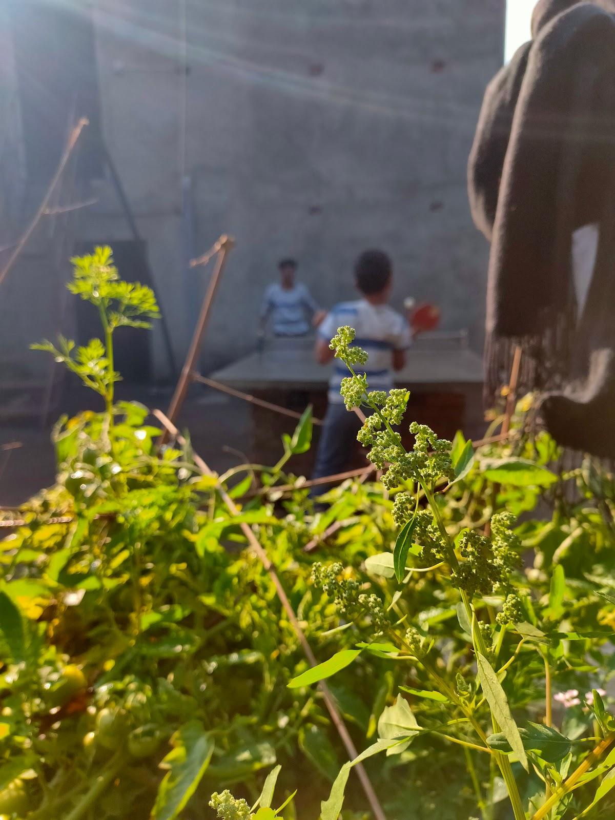 लम्साल कोल्ड स्टोर