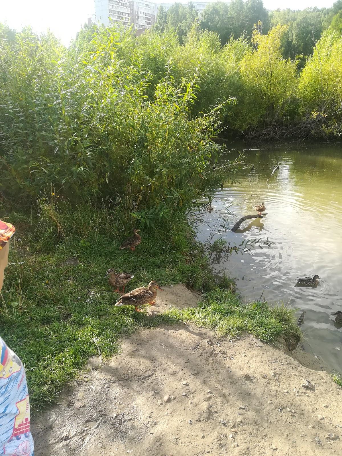 Duck Dining