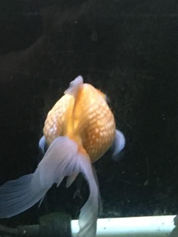 綿綿