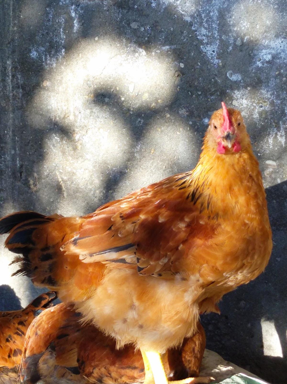Bizim Məkan Kafe