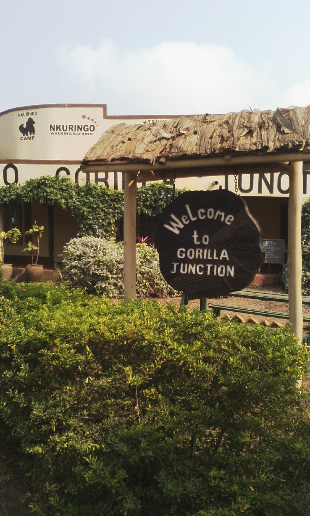 Nkuringo gorilla junction