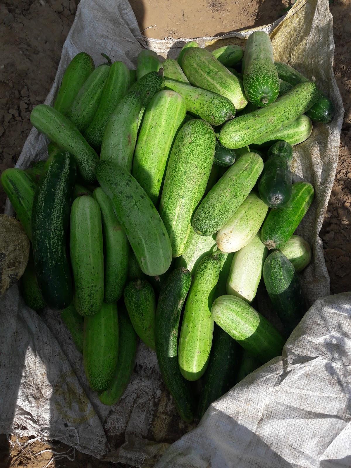 Poudel Khaja Ghar ( पौडेल खाजा घर )