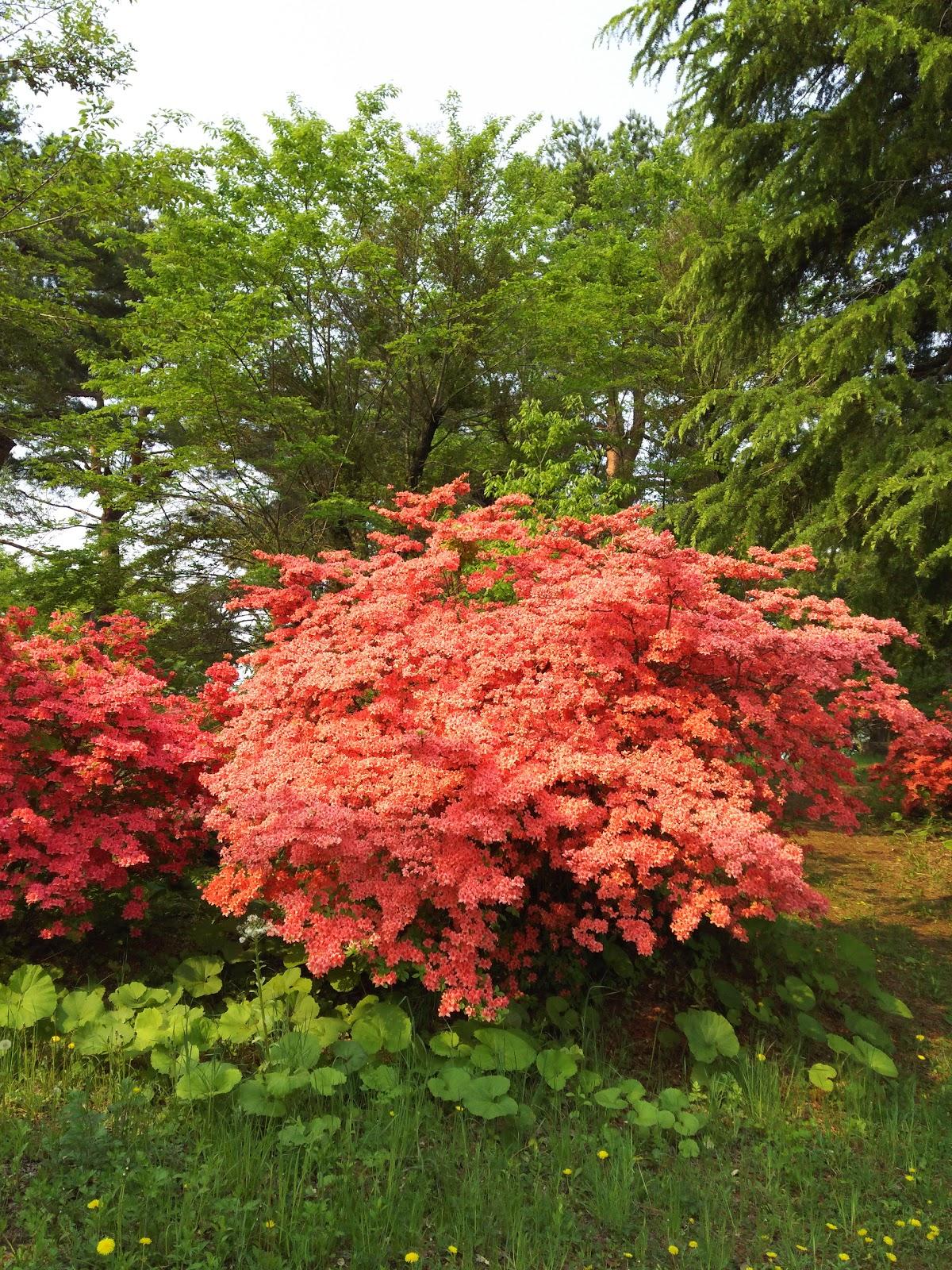 べに花