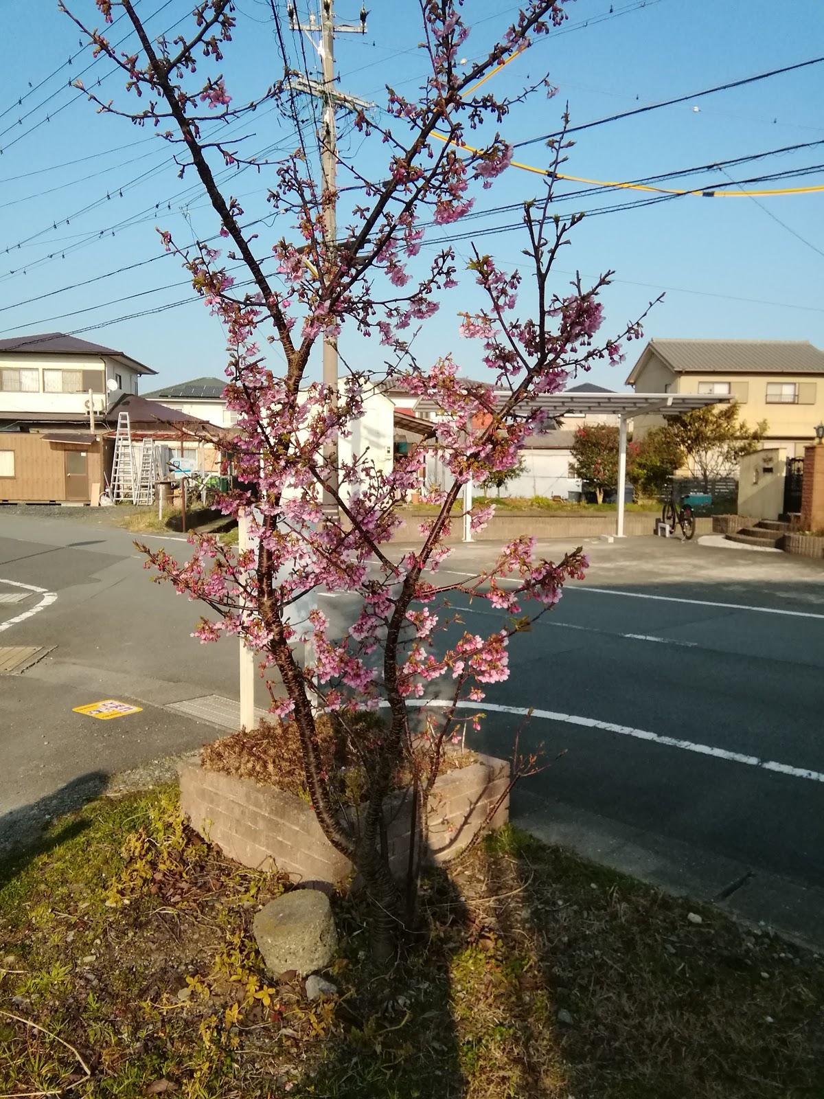 愛洲