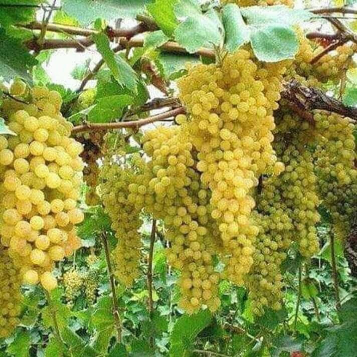 مطعم الارض الطيبه للاكلات الشعبيه والاسماك الطازجه