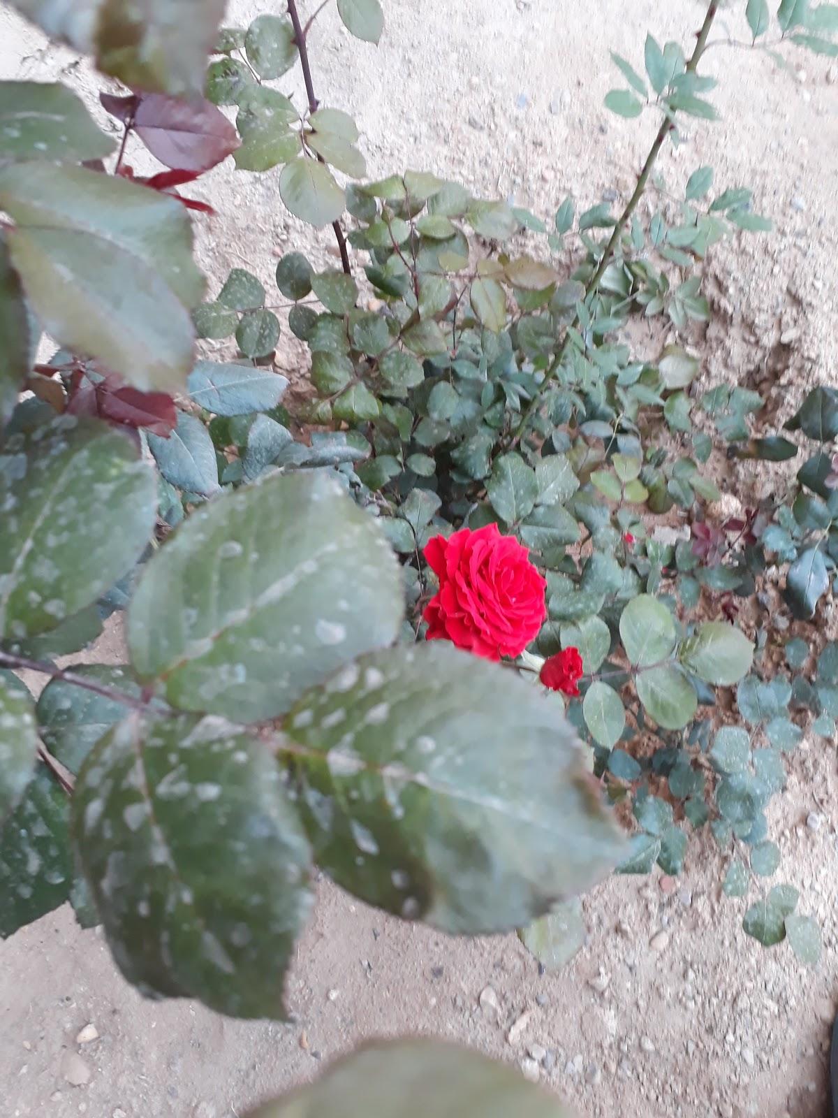 مطعم سي حملة