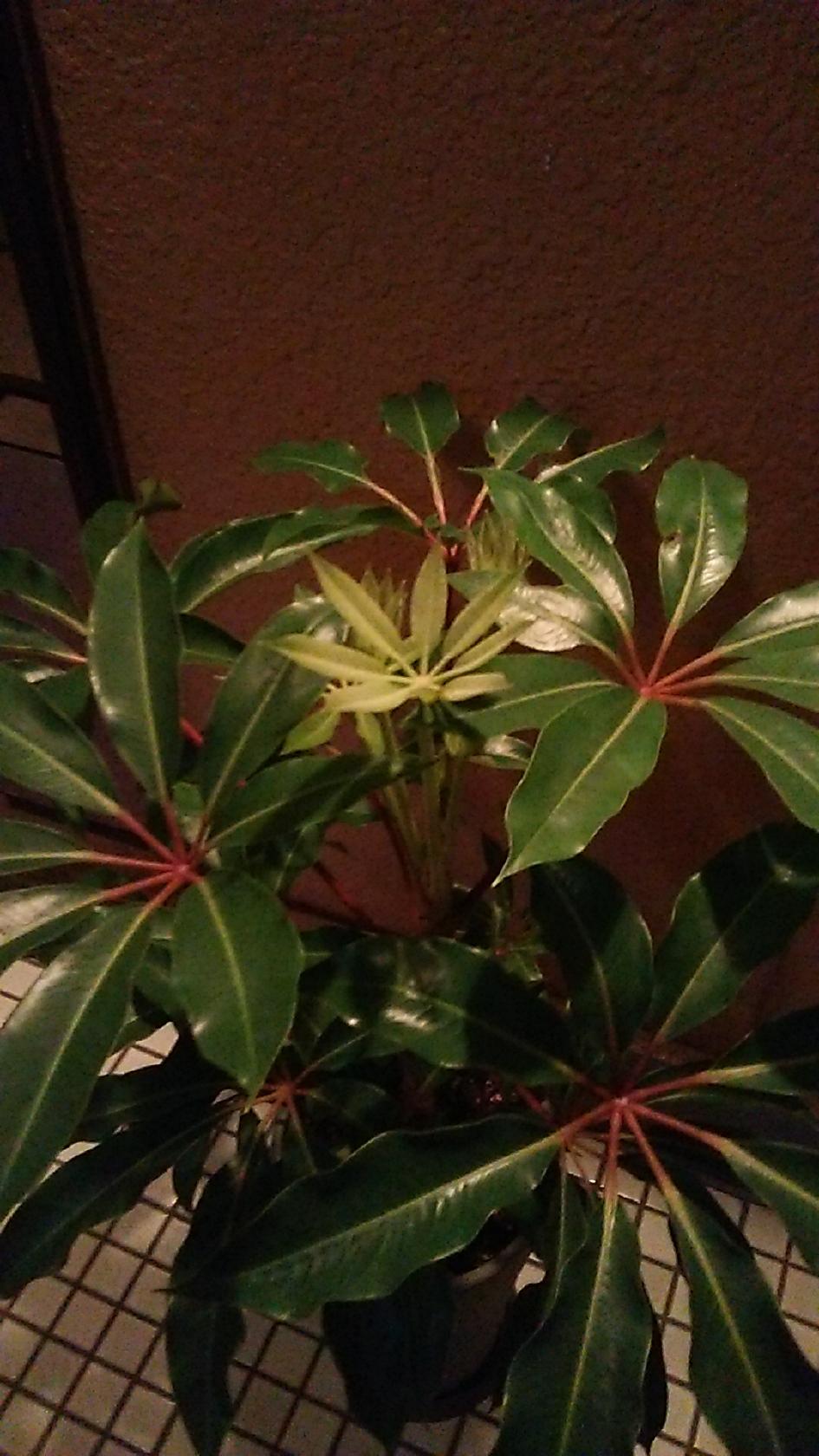 朝日