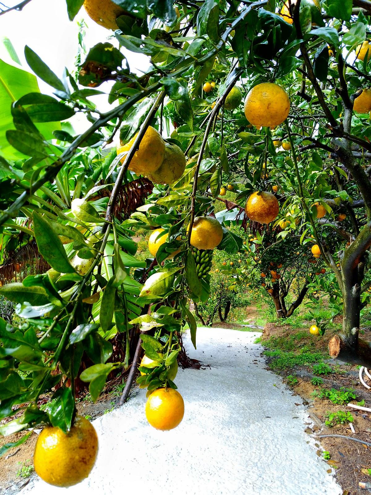 福珠安心觀光果園