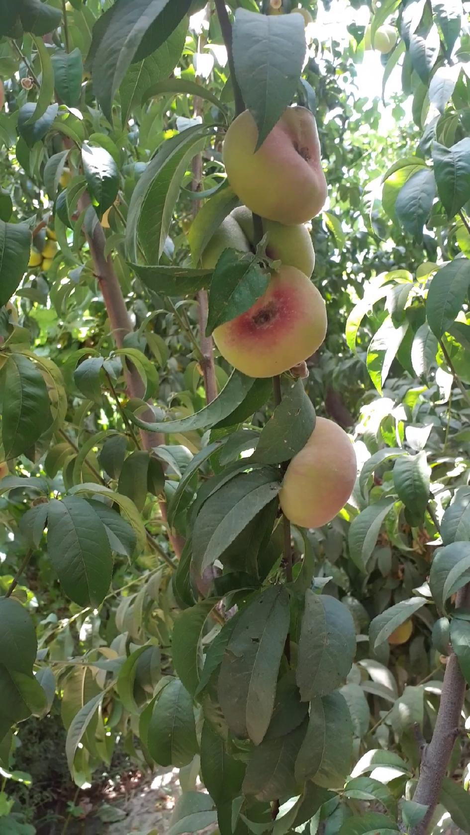 رستوران قاشق نقره ای