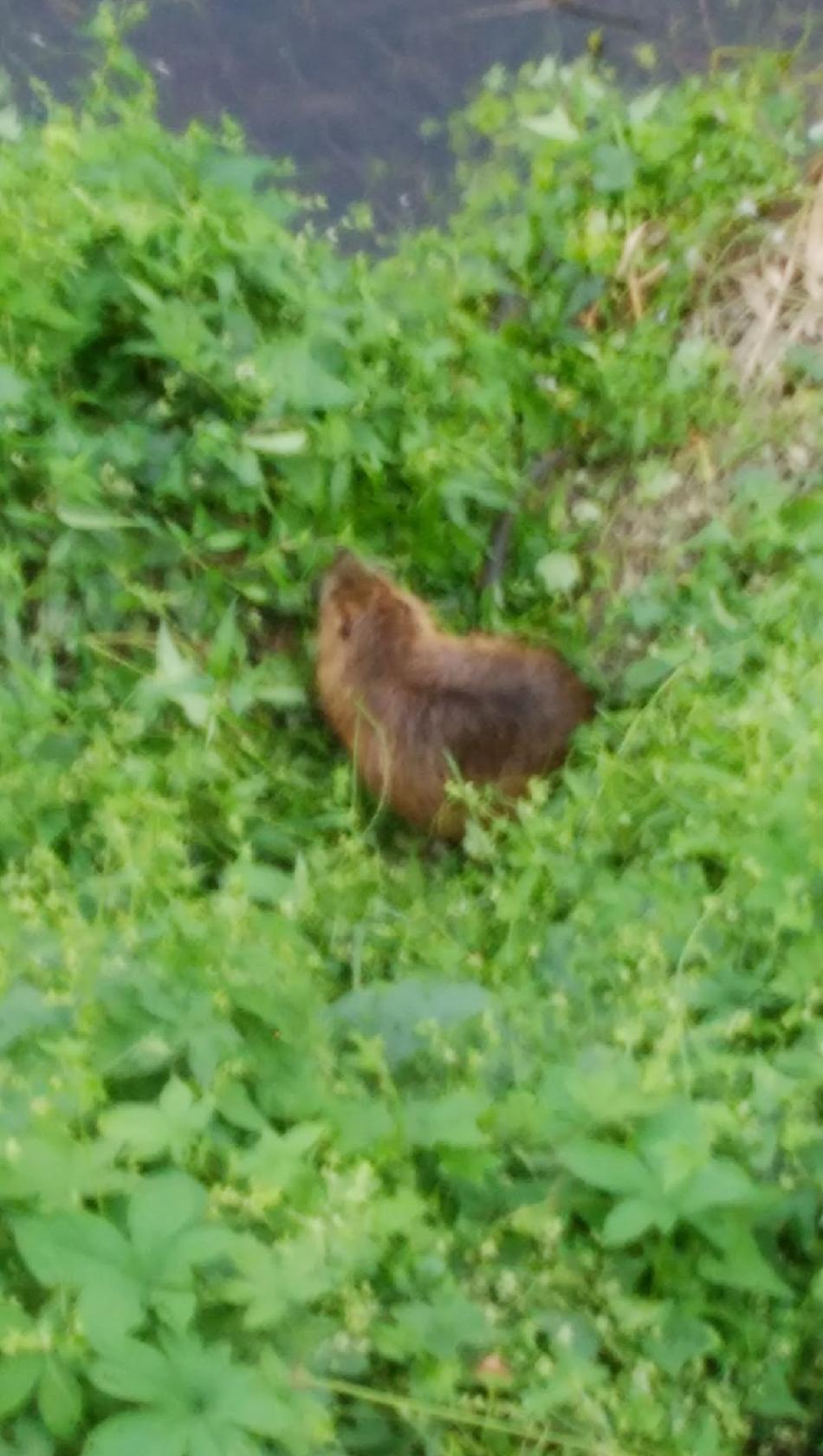 一休