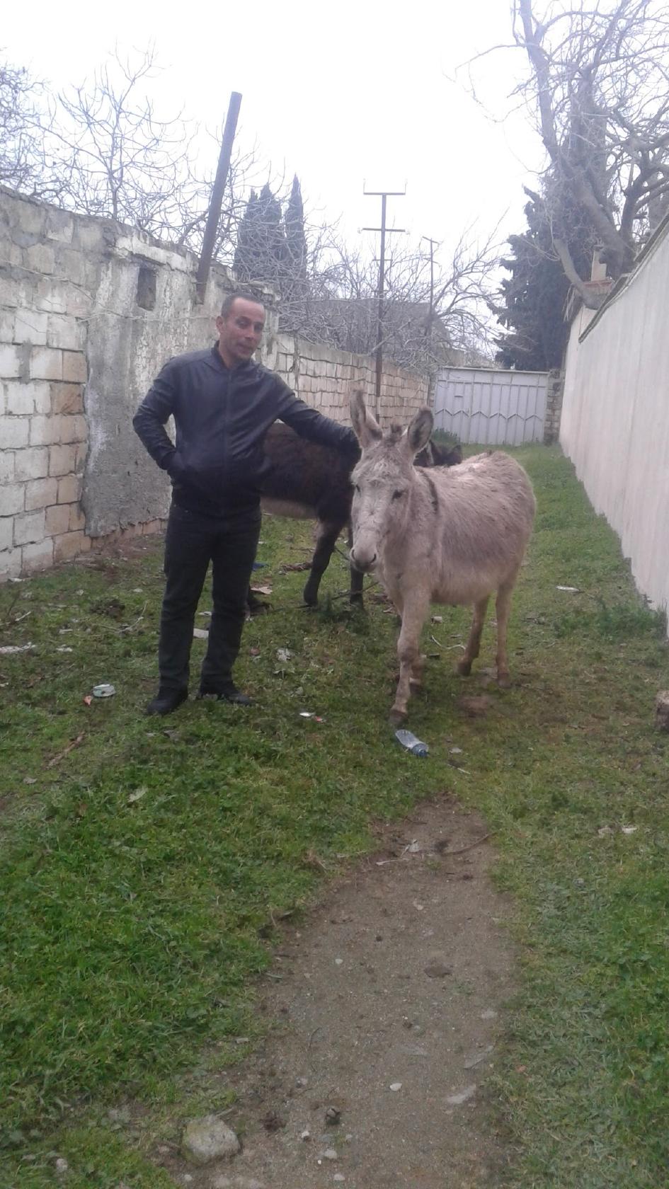 Sarı qaya
