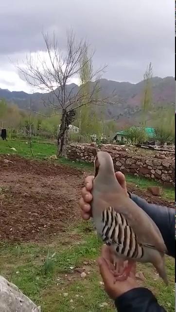کوالٹی بار بی کیو اینڈ فاسٹ فوڈ