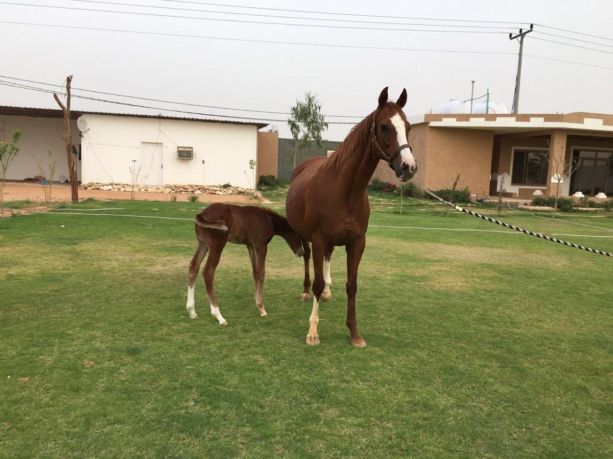 وافي